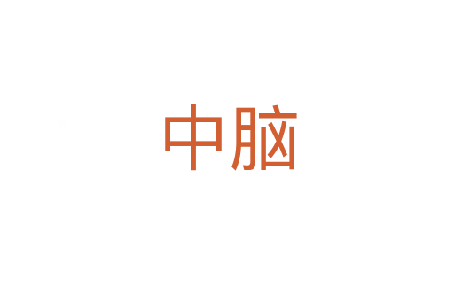 中脑