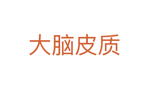 大脑皮质