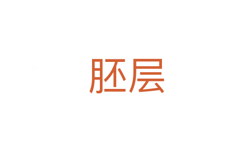 胚层