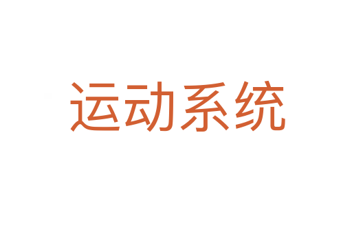 运动系统