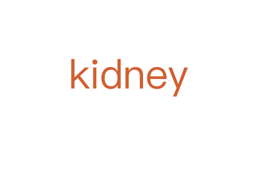 kidney