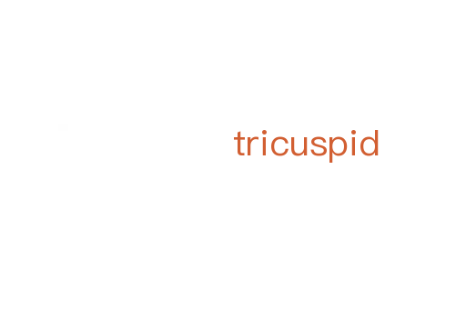 tricuspid